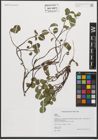 Foto von Salix L.